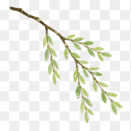 快图网原创手绘春天柳条植物