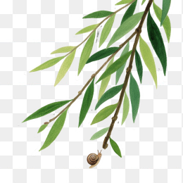 快图网原创手绘春天柳条植物