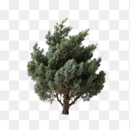 快图网原创松树