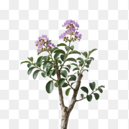 快图网原创紫薇树