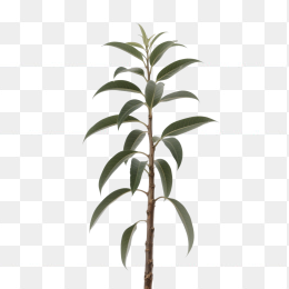 快图网原创桃树树枝