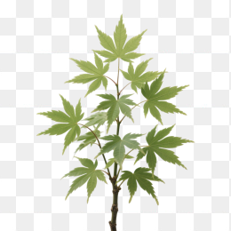 快图网原创枫树