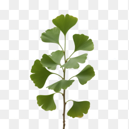 快图网原创银杏树