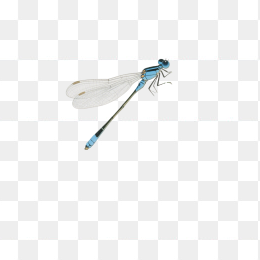 快图网原创手绘蜻蜓