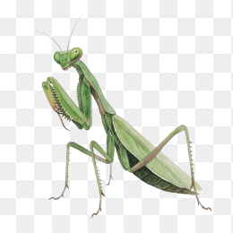 快图网原创手绘螳螂