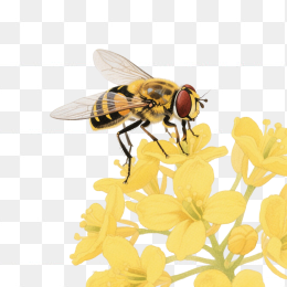 快图网原创手绘果蝇