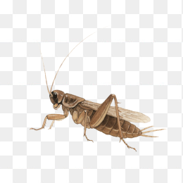 快图网原创手绘蛐蛐