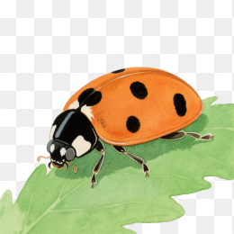 快图网原创手绘七星瓢虫