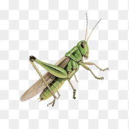 快图网原创手绘蝗虫