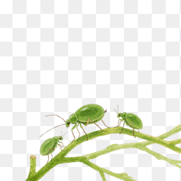 快图网原创手绘蚜虫