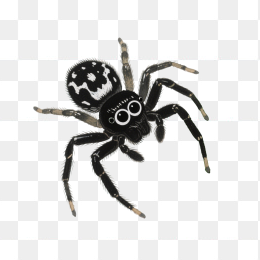 快图网原创手绘蜘蛛