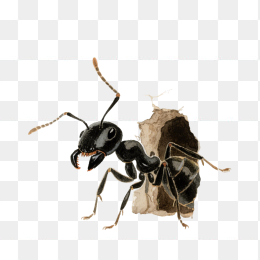 快图网原创手绘蚂蚁