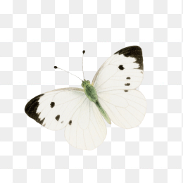 快图网原创手绘蝴蝶