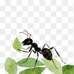 快图网原创手绘蚂蚁