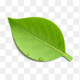 快图网原创绿叶