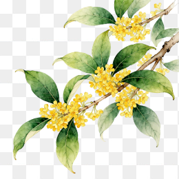 快图网原创手绘桂花