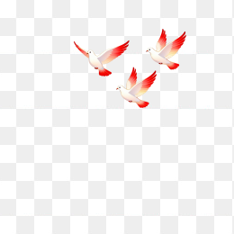 快图网原创一群鸽子