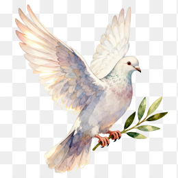 快图网原创和平鸽