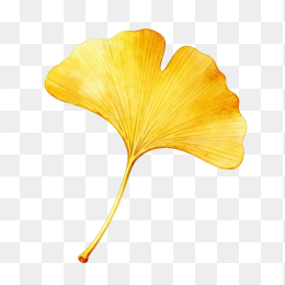 手绘银杏叶
