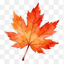 手绘枫叶