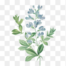 手绘花