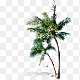 沙滩上的椰树