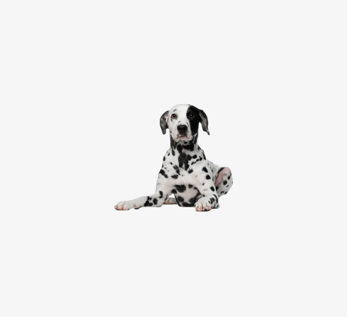 狗