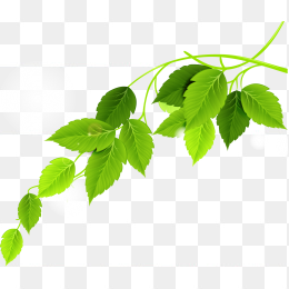 树叶