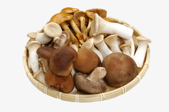 新鲜蘑菇