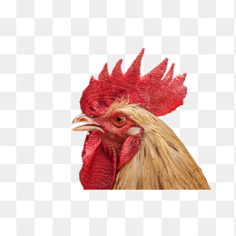 公鸡脸部特写