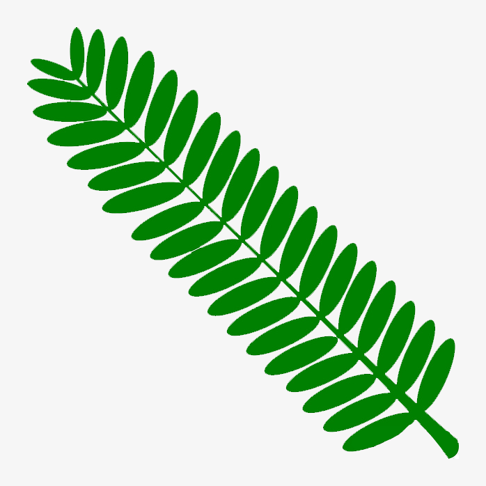 含羞草手绘叶子