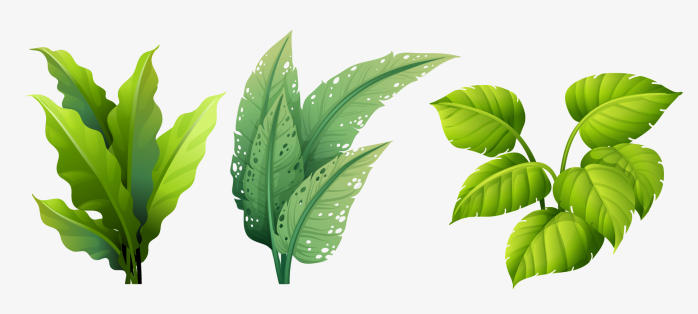 小清新植物