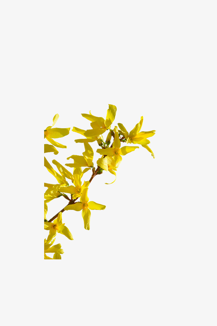 一株连翘花