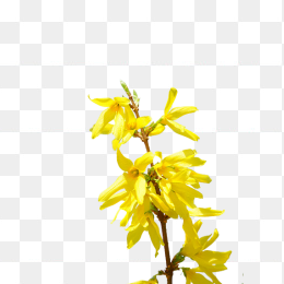 连翘花开