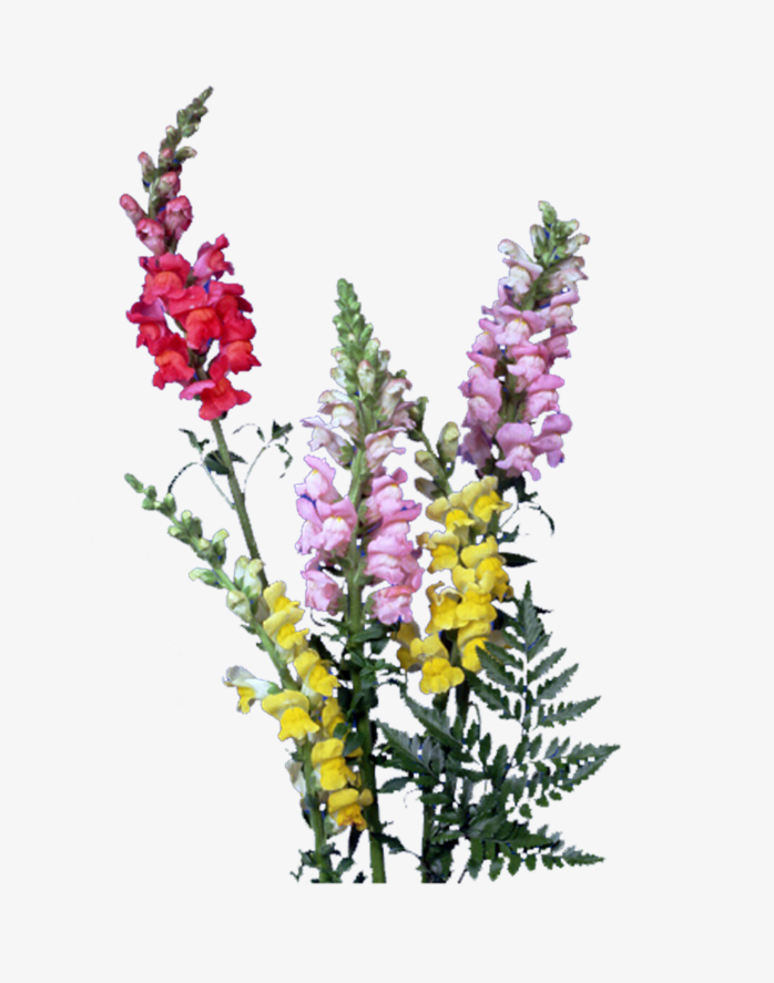 花束