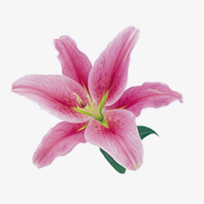 百合花