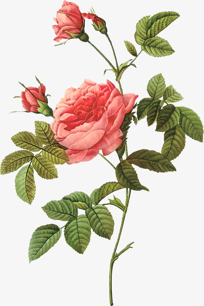 手绘玫瑰花