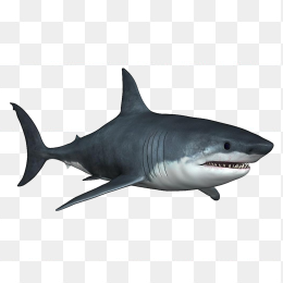 黑鲨鱼
