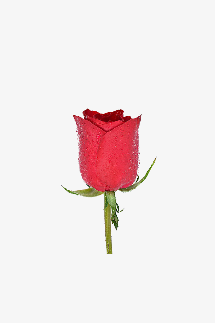 一朵玫瑰花