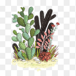 手绘仙人掌