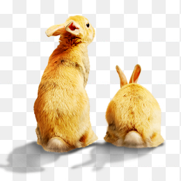 中秋节月亮免抠素材兔子