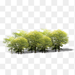 森林