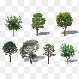 各类树