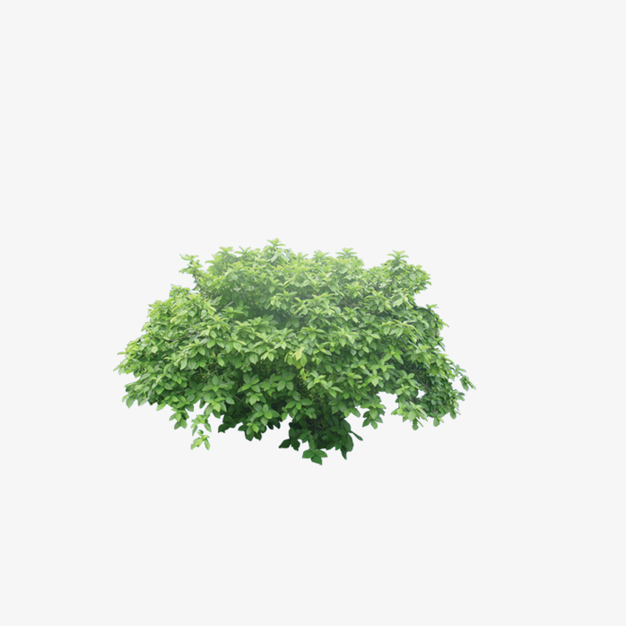 大树