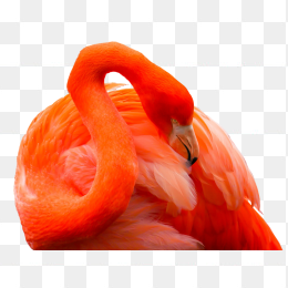 火烈鸟