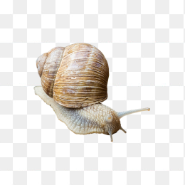 蜗牛素材