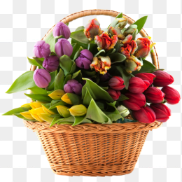 鲜花花卉免抠图