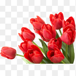 鲜花花卉免抠图