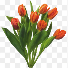 鲜花花卉免抠图