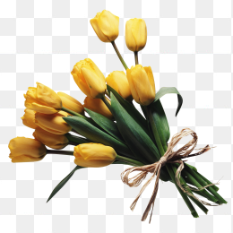 鲜花花卉免抠图